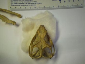 Media type: image;   Herpetology R-4702
